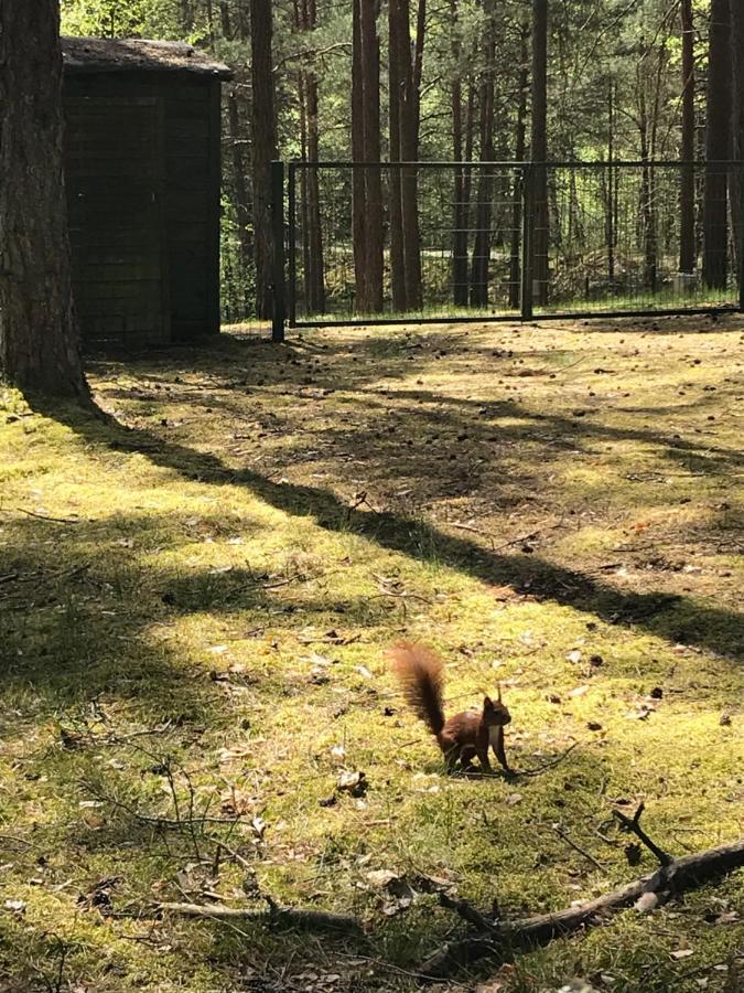 Domek Борск Экстерьер фото